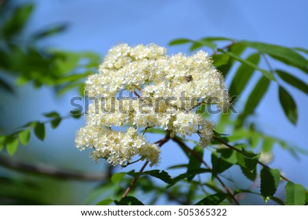 Inflorescence of a mountain ash ordinary (Sorbus aucuparia L.) against the blue sky