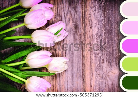 A closeup of pink and white tulips over old wood background, in a colour palette with complimentary colour swatches