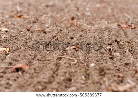 Closeup of fallen leaves on ground in Autumn. Autumn time with drought leaves