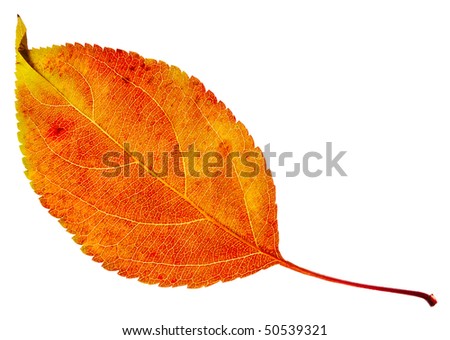autumn orange with red stains isolated on a white