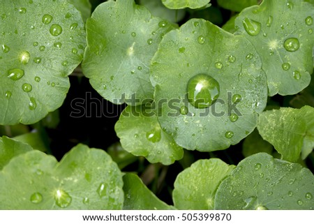 Close up water drop on Gotu kola leaves.