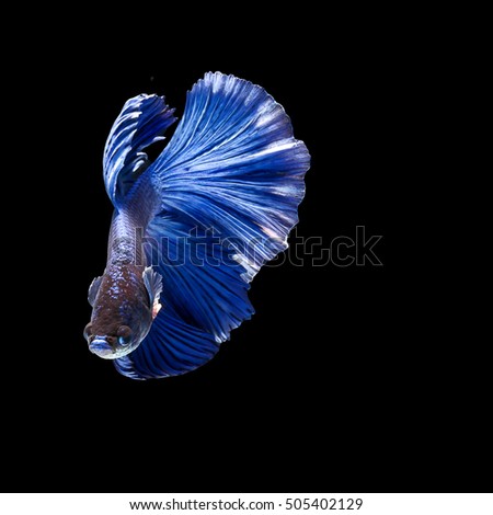 Blue betta fish, siamese fighting fish beauty and freedom isolated on black background