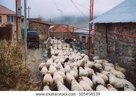 Sheep flock on a street in village