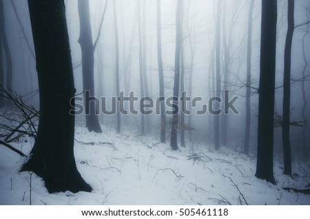 cold winter in forest