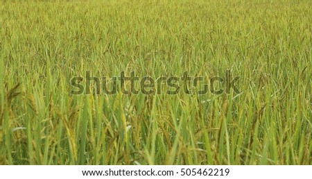 Agriculture background of a paddy, field with green ripe rice ready to harvest