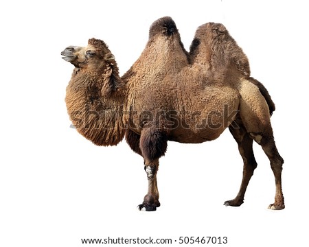 Bactrian camel on white background Royalty-Free Stock Photo #505467013