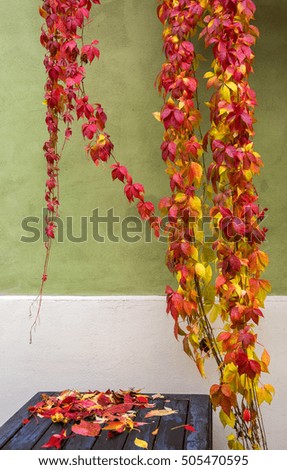 Leaves of autumn on the wall
