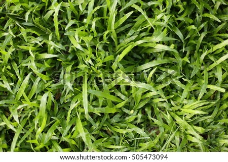 Green grass seamless texture. Seamless in only horizontal dimension.