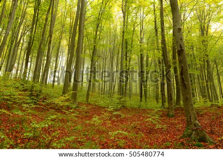 fog in the autumn forest, landscape
