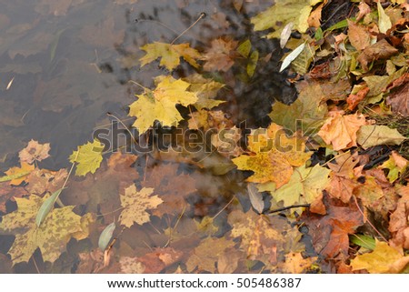 Fallen autumn leaves on water