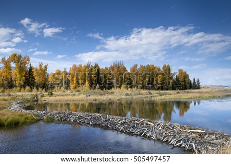 A beaver dam on the Snake River