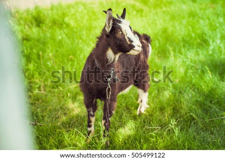 little goat walking on green grass