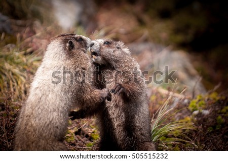 Young Marmots Playing In A Mountain Field