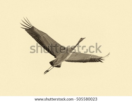A white stork is flying above the lakes of the Hula valley. This valley is a unique part of the Syrian African rift valley which is visited by 500 million migrating birds. Israel (stylized retro)