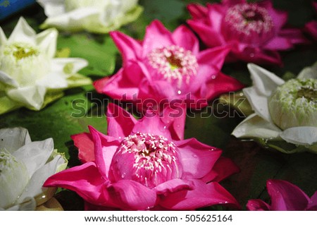 Colorful lotus flower on water for Buddha in Thailand