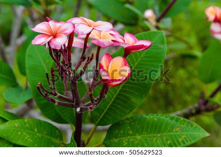 frangipani flower on the tree in nature