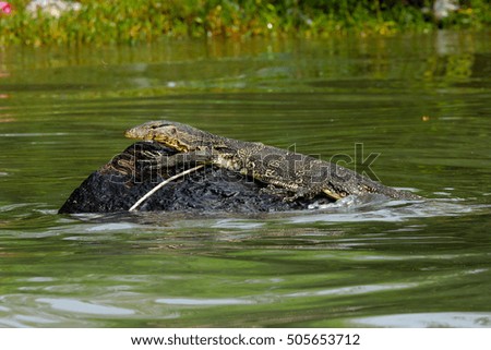 Large monitor lizard in thailand ,Water monitor perched on a timber