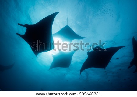 Silhouette of manta ray Royalty-Free Stock Photo #505660261