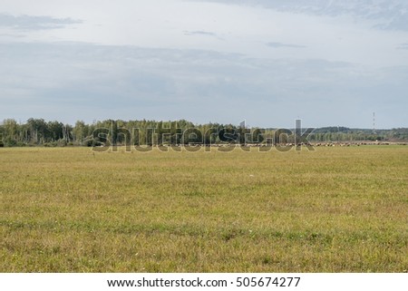 Herd of cows grazing on pasture land
