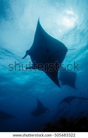 Silhouette of manta ray