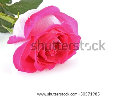 Beautiful pink rose on   white background