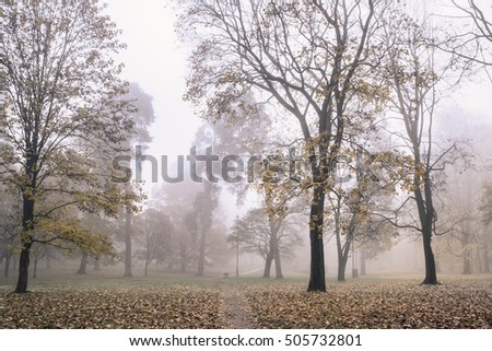 Magical Autumn Forest. Park. Beautiful Scene. Foggy morning