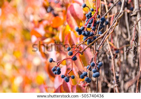 Bright autumn wild grapes with colorful background.Soft focus.