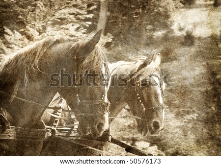 Two horses. Photo in vintage image style.