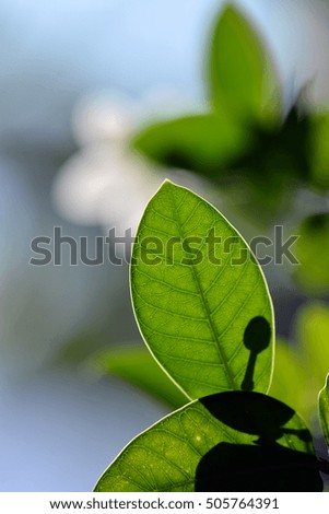super macro shot of Green leaves