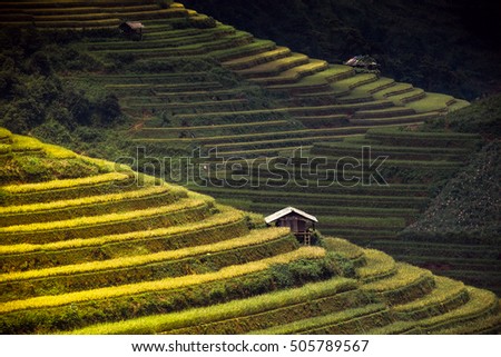 Rice fields on terraced in vietnam.