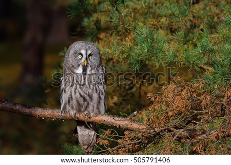 Great Grey Owl (Strix nebulosa) He is sitting on a branch and looking around when the sun rises