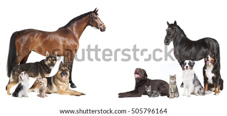 various pets and horses as a collage on a white background
