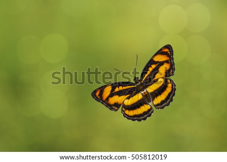 Top view of flying colour segeant butterfly ( Athyma nefte ) Royalty-Free Stock Photo #505812019