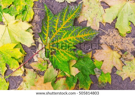 Background of colorful fallen maple leaves on asphalt. Autumn scenery