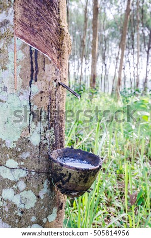 Rubber  plantation, fresh latex for industry