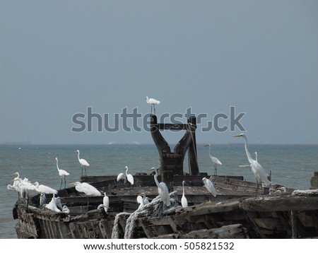 flock of white herons on an old junk wooden boat at pattaya sea chonburi thailand