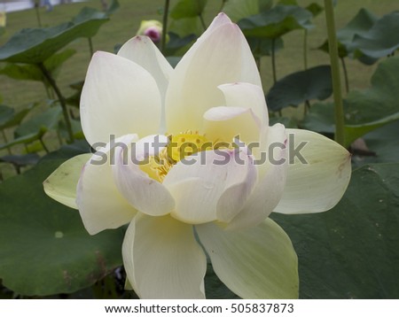 The lotus flower is an important one to the worship of Buddhist monks and Buddha is associated with a lotus flower with beautiful colors, striking and versatile Marching very colorful .