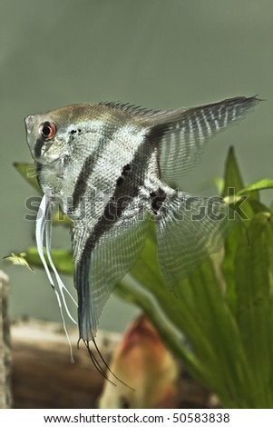Fresh water Angel fish - Pterophyllum scalare