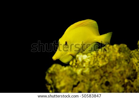 Yellow Tang fish - Zebrasoma flavescens