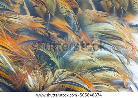 Chicken feather texture background