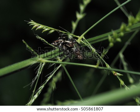 Wild Jumping Spider eating the Linx Spider