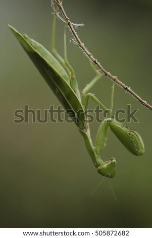 Female European Mantis or Praying Mantis, Mantis religiosa, on leaf