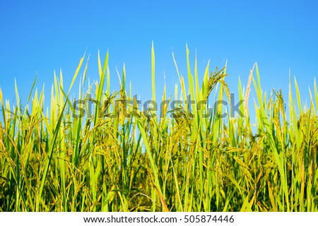 a front selective focus picture of rice paddy in organic rice field
