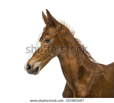 Side view of a close-up of a foal isolated on white