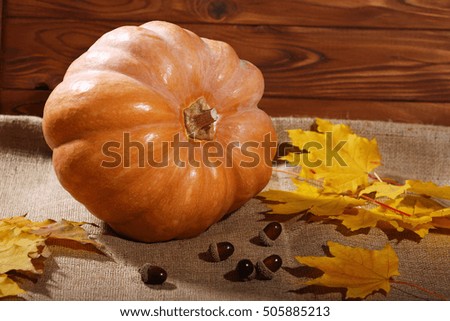 Ripe tasty pumpkin in home interior. Festive time.  Autumn