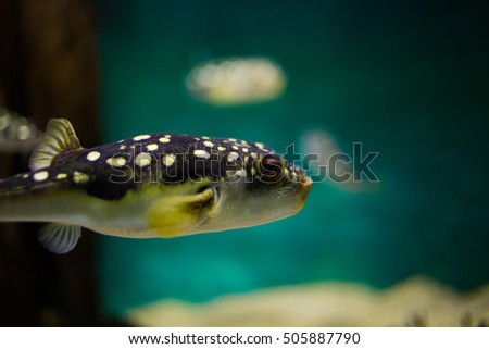 Close up of a puffer fish swimming close to the surface in the ocean