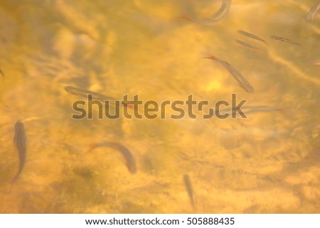Background image made from fish are swimming.