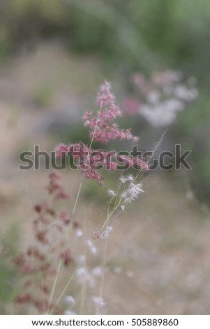 A macro flower grass.