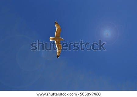 Silver gull in pure blue sky