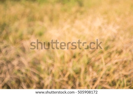 Out of focus tropical dry grass field. blurred background